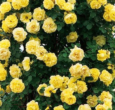 Саженец цветка Красный клен Роза Плетистая Royal Gold (200-400см, желтый)