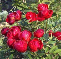 Саженец цветка Красный клен Роза Миниатюрная Morsdag Rot (25-45см, красный) - 
