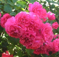 Саженец кустарника Красный клен Роза Миниатюрная The Fairy Pink (30-50см, темно-розовый) - 