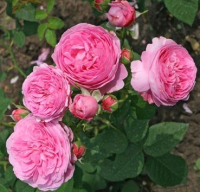 Саженец цветка Красный клен Роза английская Mme de Stella (140-180см, пурпурно-красный) - 