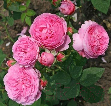 Саженец цветка Красный клен Роза английская Mme de Stella (140-180см, пурпурно-красный)
