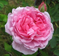 Саженец цветка Красный клен Роза английская Comte de Chambord (140-180см, абрикосовый с розовым) - 