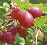

Саженец кустарника Красный клен, Крыжовник красный Hinnonmaki Rot