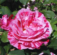 Саженец кустарника Красный клен Роза чайно-гибридная Ferdinand Pichard (70-100см, ярко-красный / белый) - 