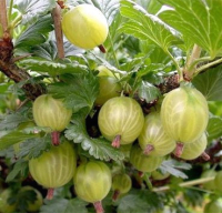 

Саженец кустарника Красный клен, Крыжовник белый Mucurines