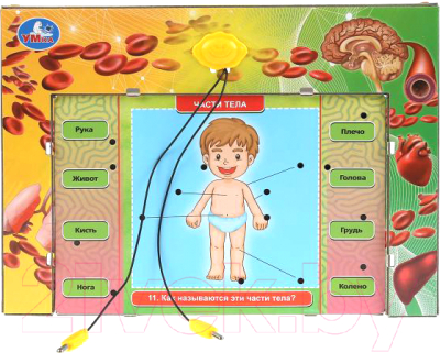 Развивающая игра Умка Электровикторина. Тело человека / HT522-R