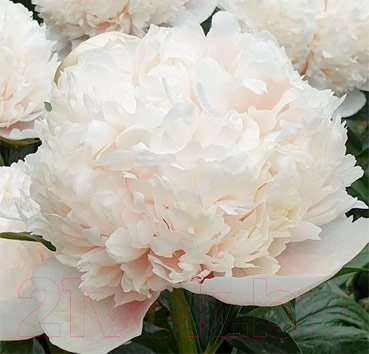 Пион colonel owen cousins. Пион колонел. Пион colonel owen cousins. Пион colonel owen. Пион colonel owen cousins.