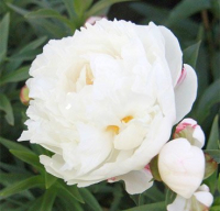 Саженец цветка Красный клен Пион Gardenia C1 - 