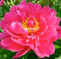 Саженец цветка Красный клен Пион Karl Rosenfield C1 - 