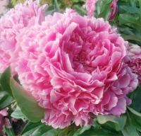 Саженец цветка Красный клен Пион Sarah Bernhardt C1 - 