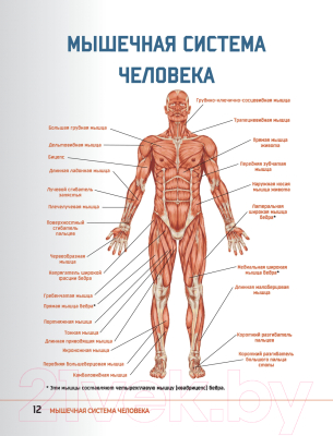 Книга АСТ Анатомия стретчинга с дополненной реальностью (Степук Н.Г.)