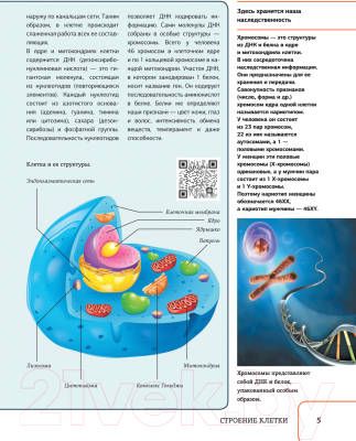 Книга АСТ Атлас анатомии человека с дополненной реальностью  (Спектор А.А.)