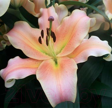 Саженец цветка Красный клен Лилия OT Zelmira (нежно-лососево-розовый)