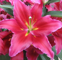 Саженец цветка Красный клен Лилия OR Bacardi (2шт, ярко-розовый) - 