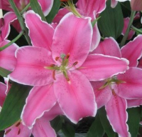 Саженец цветка Красный клен Лилия OR Marlon (2шт, розовый с белой каймой) - 