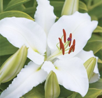 Саженец цветка Красный клен Лилия OR Sebring (2шт, белый) - 