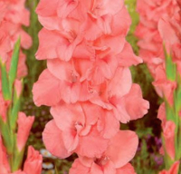 Саженец цветка Красный клен Гладиолус New Release 12/14 (3шт, розовый с красным пятном) - 