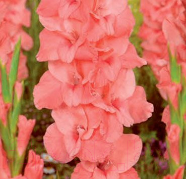 Саженец цветка Красный клен Гладиолус New Release 12/14 (3шт, розовый с красным пятном)