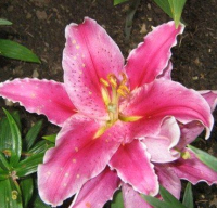 Саженец цветка Красный клен Лилия OR-pot After Eight (2шт, ярко-розовый с белой каймой и крапом) - 