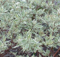 

Саженец кустарника Красный клен, Дерен белый Sibirica Variegata