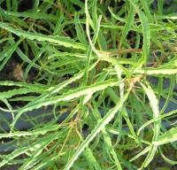 

Саженец кустарника Красный клен, Крушина ломкая Asplenifolia