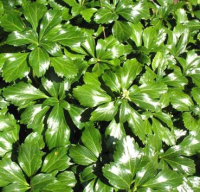 

Саженец кустарника Красный клен, Пахисандра верхушечная Green Sheen