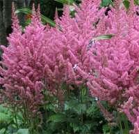 

Саженец кустарника Красный клен, Астильба китайская Vision in Pink