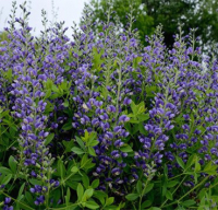 

Саженец кустарника Красный клен, Баптизия Blueberry Sundae