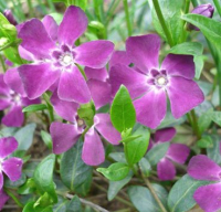 

Саженец кустарника Красный клен, Барвинок малый Atropurpurea