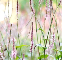 

Саженец кустарника Красный клен, Горец стеблеобъемлющий Fascination