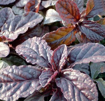 Изображение товара Саженец кустарника Красный клен Живучка ползучая Atropurpurea