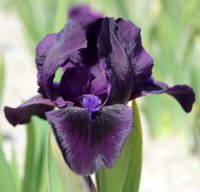 

Саженец цветка Красный клен, Ирис карликовый Michael Paul