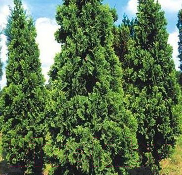 Саженец дерева Красный клен Туя западная Spiralis (40-50см)
