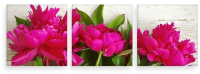

Картина модульная Citydecor, 3.39