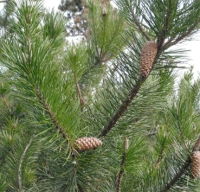 

Саженец дерева Красный клен, Сосна скрученная