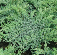 

Саженец кустарника Красный клен, Можжевельник чешуйчатый Hunnetorp