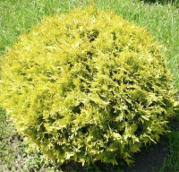 

Саженец дерева Красный клен, Туя западная Globosa Aurea