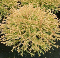 

Саженец дерева Красный клен, Туя западная Golden Tuffet