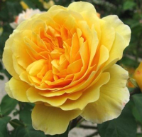 Саженец кустарника Красный клен Роза английская Zolta (140-180см, желтый) - 