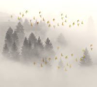 Фотообои листовые Vimala 3D птицы над лесом (270x300) - 