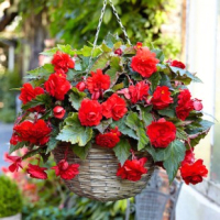 

Семена цветов Holland Bulb Market, Бегония Pendula Red / 90538