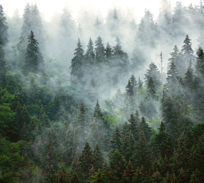 Фотообои листовые Vimala Зелёный лес (270x300)