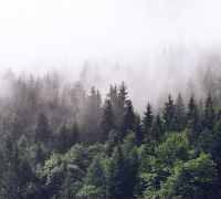 Фотообои листовые Vimala Лес в тумане (270x300) - 