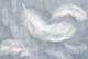 Фотообои листовые Vimala Белые перья (270x400) - 