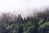Фотообои листовые Vimala Лес в тумане (270x400) - 