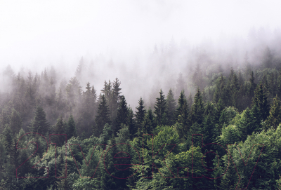 Фотообои листовые Vimala Лес в тумане (270x400)