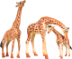 Набор фигурок коллекционных Masai Mara Мир диких животных. Семья жирафов / MM211-294 - 