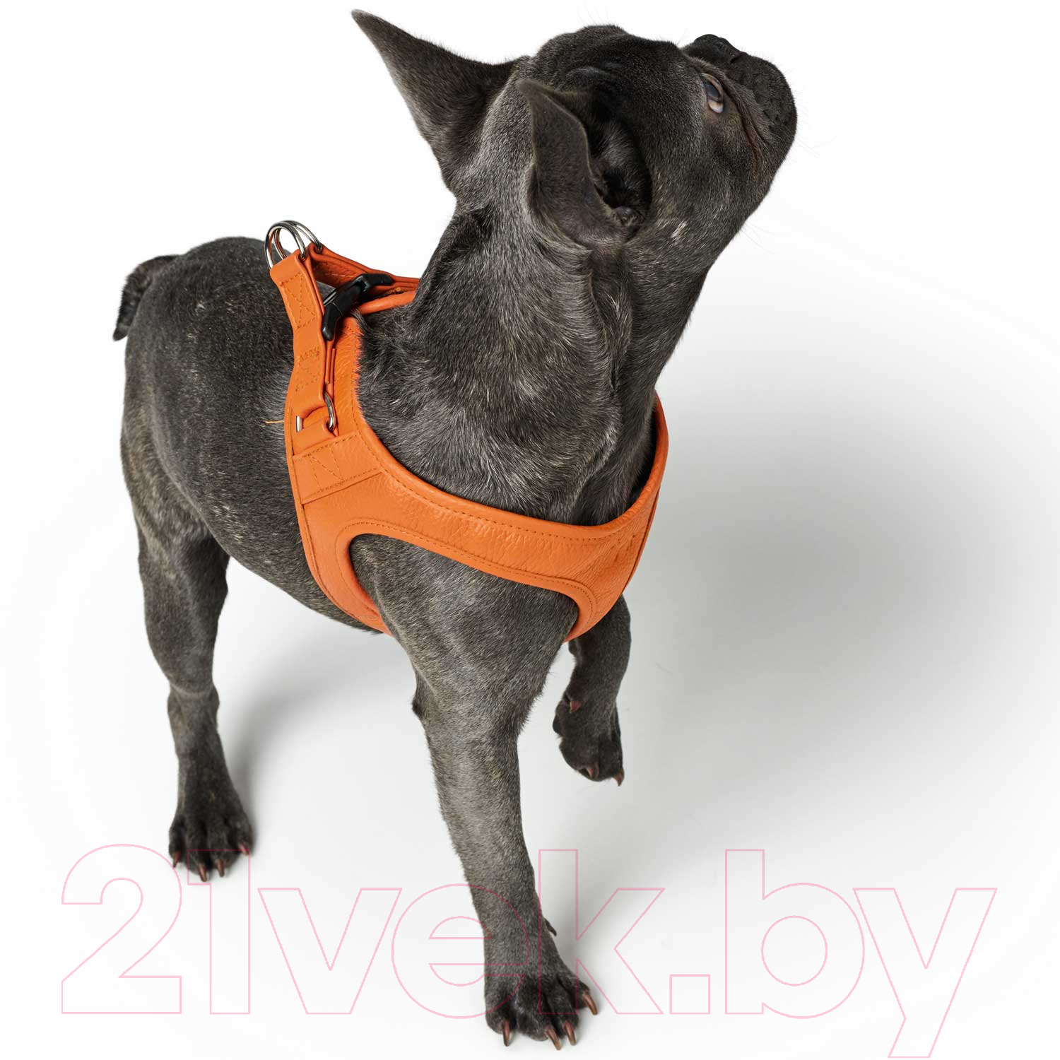 Шлея HUNTER Harness Hilo 30-34/XXS-XS / 68420 (оранжевый) — фото 2