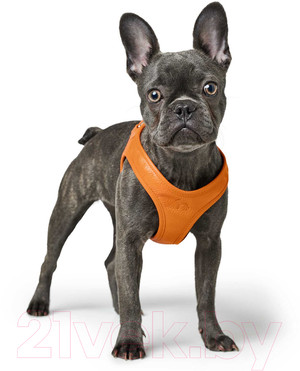 Шлея HUNTER Harness Hilo 30-34/XXS-XS / 68420 (оранжевый) — фото 3