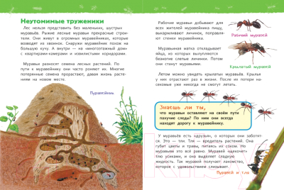 Энциклопедия Росмэн В лесу (Клюшник Л.В.)